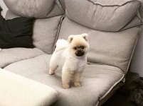 Instagram photo by 멍스타일 • Apr 29, 2016 at 1:21am UTC | Dogs, Animals, Instagram posts