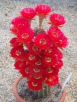 Pin de 임춘근 springroot55 em 식물 Plants 화초 | Flores do deserto