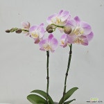 호접란 마리아쌍대 - 공기정화식물(air purifying plants)