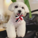 여기 너무 예쁘다개 #씽씽 이런데도 들어올 수 있고 좋다 #오퍼커피 #애견동반카페 #여름농장 #맛있다 밤이 되니 분위기 아늑하니... 