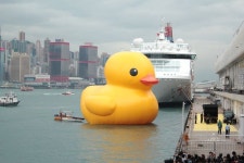 Pin page The Duck Festival에 있는 Kirsty Thomas님의 핀 - 2025 | 오리