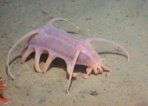 Pin page sea pig - Google Search | Sea pig, Deep sea creatures, Deep sea life