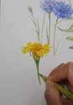 보태니컬아트 동네꽃밭(mixed flowers) 오늘도 조금..
