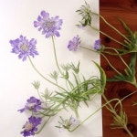#botanicalart #watercolor #植物画 #flower #scabiosa #スカビオサ | 아트