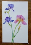 Flores에 관한 35개의 최상의 Pinterest 이미지 | 수채화, 그리기 및 식물 Flores