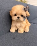 Adorable에 있는 핀