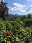 The Damyang House: 상사화 (Magic Lily) Season