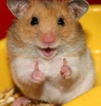 Pin by Mi on 짤 | Cute animal memes, Cute hamsters, Cat memes