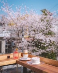 “서울 마포구 성미산로29길 23 1층 #포포크 (@forfork_cafe ) - - 🧾 봄 (6.5), 체리블라썸 소다 (7.0), 벚꽃롤 (8.0) ⠀ 📋 13:00... 