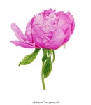 Pin on 보태니컬 아트