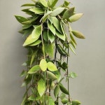 메모리아호야 (꽃대있는것부터보냅니다)(Hoya carnosa) - 넝쿨류(Vine)