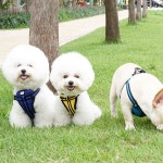 진드기 방지 소프트 매쉬 H형 하네스 가슴줄 M - 2020 | 스타일