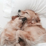 Pups에 관한 119개의 최상의 Pinterest 이미지 | 강아지, 동물 및 개와 고양이 Pups