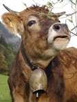 cows에 관한 36개의 최상의 Pinterest 이미지 | 농장 동물, 농장 및 소 cows