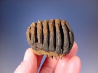 Mammoth tooth에 관한 상위 25개 이상의 Pinterest 아이디어 | 화석