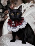 Pin page Pin on 양모펠트 in 2024 | Pet necklace, Pets, Bell pendant