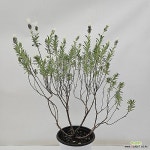 프렌치라벤다(퍼플화이트묵은주) - 공기정화식물(air purifying plants)