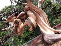 월출산분재그림경매장 | Bonsai.insp2에 있는 Bagus Wijaya님의 핀 | 분재, 그림