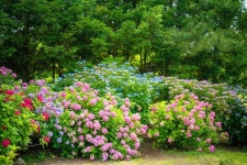 “1,000송이 수국이 길을 채웠어요”… 6월에 꼭 가봐야 할 감성 꽃길
