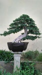 Pin oleh 영수 권 di 소나무 | Bonsai