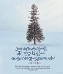 하나님의 집에 있는 푸른 감람나무이고 싶어요