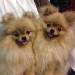 Pin by 수진 임 on Puppy Love | Pomeranian, Cute pomeranian, Pomeranian dog