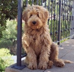 털이 빠지지 않는 래브라두들[하이브리드견/성격/체중/역사/키우기]