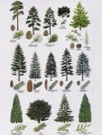 ART에 관한 83개의 최상의 Pinterest 이미지 | 수채화, 그리기 및 야생 꽃 ART