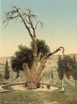 ANCIENT TREE | 이스라엘