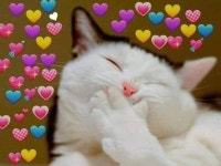 Ghim của r ㅤ trên Pet<3333 | Ảnh mèo hài hước, Đang yêu, Dễ thương
