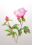 동네꽃#13 작약..5월을 떠나보내며.. | 꽃그림, 작약, 수채화 삽화