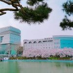 원광대학교 벚꽃