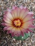 astrophytum asterias | 식물