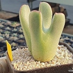 코노피튬 빌로붐(대형종) 2116(Conophytum) - 코노피튬(Conophytum)