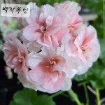 백작부인 제라늄(Pelargonium(Geranium)) - 공기정화식물(air purifying plants)