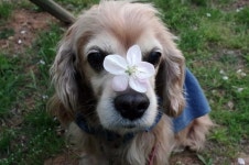 쥐네 : 꽃 질 무렵, 모두 집으로 돌아갈 무렵, 해 질 무렵의 꽃개 | 꽃, 강아지, 해