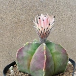 선인장/청란봉옥/난봉옥-4311 아프리카농장(Astrophytum myriostigma Lemaire) - 선인장(Cactus)