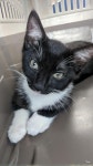 Our first pet cat! | 고양이