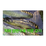 캠핑차박 낚시대대여 암반수손맛낚시터 주말낚시이벤트 - 옥션 - 2020