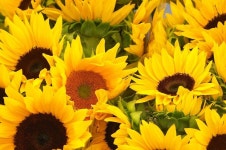 Sunflower Days에 있는 Caroleanne Bolton님의 핀 | 유화