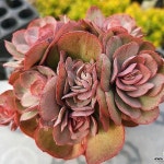 수연 군생 6-4378(E. Suyon) - 다육식물(Succulent)