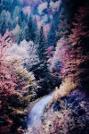 나무에 있는 새봄 박님의 핀(이미지 포함) | 자연, 사진, 여행