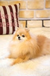 밍키 #포메라니안 #pomeranian #펫토그래피 #애견스튜디오 #반려견촬영 #강아지촬영 #반려견 #반려동물 #pet #petography #dog... 