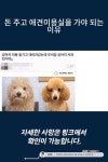 돈 주고 애견미용실을 가야 되는 이유
