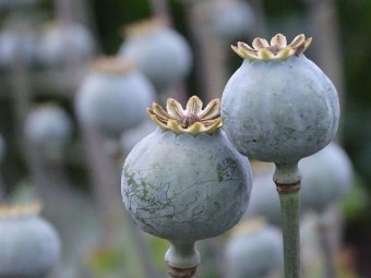 Free Image on Pixabay - Poppy, Poppy Capsules, Seeds | Lila pfingstrosen, Blumen stauden, Mohn
