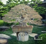 안 민수님의 분제 이미지 | 분재, 한국화