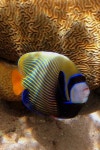 Épinglé par 진환 박 sur 아크릴 | Poissons marins, Poisson exotique, Poisson coloré