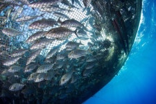 fish farm에 대한 이미지 검색결과