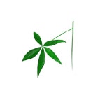 그리기 튜토리얼에 있는 Ustarlace님의 핀 - 2023 | 그리기 튜토리얼, 식물, 그리기