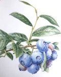 더샘의 마스크팩 패키지 일러스트로 들어갔던 블루베리.강사전에 다시 그리게 된 작품#Blueberries #보타니컬아트 #botanicalart... 